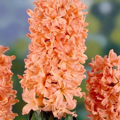 10ct Hyacinths Gipsy Queen Orange Bulbs - Van Zyverden 1 10ct Hyacinths Gipsy Queen Orange Bulbs - Van Zyverden