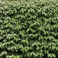 Elaeagnus 2.25gal U.S.D.A. Hardiness Zones 7-9 - 1pc - National Plant Network