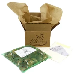 Van Zyverden 5ct Hyacinth Red Indoor Forcing Jan Bos Flower Bulb Set -Outdoor Garden GUEST 173d033c 2a9d 49e2 aac7 fc87c07d5dac 1