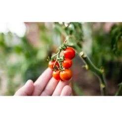 Coast Of Maine OMRI Listed Tomato And Vegetable Plant Potting Soil Compost Blend For Container Gardens And Flower Pots, 20 Quart Bag (2 Pack) -Outdoor Garden GUEST 1b164dd3 2120 40a0 877f 22346e4a8612