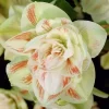 Van Zyverden 3ct Bulbs Amaryllis White Nymph Floor Planter Set