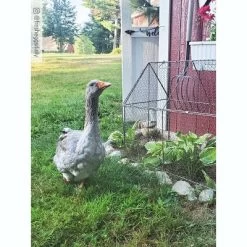 Gardener’s Supply Company Chicken Wire Crop Coop | Protection Against Birds And Wild Animals | Rust- Resistant With Easy-Access Roof Panel For Quick -Outdoor Garden GUEST 2e222d4e 8228 483e bc2b 5bb34a7e99c6