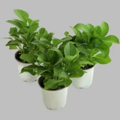 3pc Hydrangea Cherry Explosion - National Plant Network