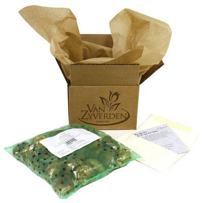 50ct Tulips Little Treasures Collection Bulb Set - Van Zyverden 2 50ct Tulips Little Treasures Collection Bulb Set - Van Zyverden - Image 2