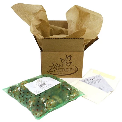 Grape Hyacinth Delft Blue Blend Set Of 50 Bulbs - Blue/White - Van Zyverden 2 Grape Hyacinth Delft Blue Blend Set Of 50 Bulbs - Blue/White - Van Zyverden - Image 2