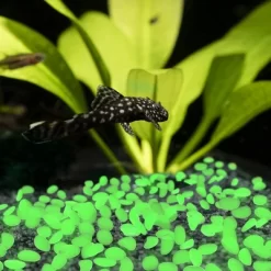 Nature Spring Glow In The Dark Solar-Powered Garden Stones - 200-pc -Outdoor Garden GUEST 40e3cbf5 f2a9 4c5b 9682 b31563a1c70d