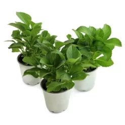 Hydrangea 'LA Dreamin' 3pc - National Plant Network - U.S.D.A. Hardiness Zones 5 - 10