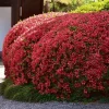 2.5qt Girard Crimson Azalea Plant With Red Blooms - National Plant Network