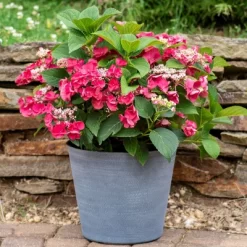 3pc Hydrangea Cherry Explosion - National Plant Network -Outdoor Garden GUEST 5cbef659 9c79 4f42 b0ed 3411bec0f9bf