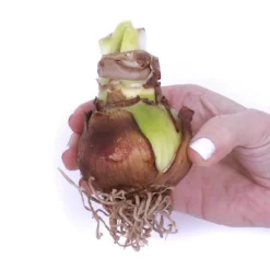 Van Zyverden Amaryllis White/Pink African Candy Floss Flower Bulb -Outdoor Garden GUEST 600e2570 7273 44d4 a410 4ad4f3dec2d8