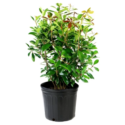 Cleyera Japonica 1pc - National Plant Network U.S.D.A Hardiness Zone 7-9 - 2.25 Gallon 1 Cleyera Japonica 1pc - National Plant Network U.S.D.A Hardiness Zone 7-9 - 2.25 Gallon