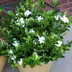 2.25gal Radicans Gardenia Plant White Blooms - National Plant Network -Outdoor Garden GUEST 6de0a48b dbc6 4a89 9d4b 1999246782bb