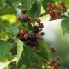 1pc Blackberry Natchez - National Plant Network