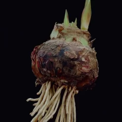 Van Zyverden Amaryllis Multicolored Flower Bulb With Flower Burst Metal Cachepot -Outdoor Garden GUEST 7580982a c45e 49ec bd7b d08b77e0a4e1