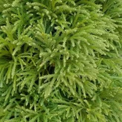 Cryptomeria 'Globosa Nana' 1pc U.S.D.A. Hardiness Zones 5-8 National Plant Network 2.25gal