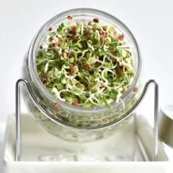 Tribest GEO Sprouting Jar System With Stainless Steel Rack And Ceramic Base Plate – Clear -Outdoor Garden GUEST 8c36ed12 8655 4380 a14f 4391e00c9ebb