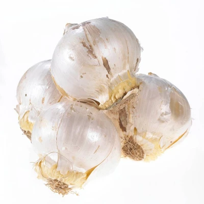 Set Of 7 Allium Karataviense Bulbs - Van Zyverden 3 Set Of 7 Allium Karataviense Bulbs - Van Zyverden - Image 3