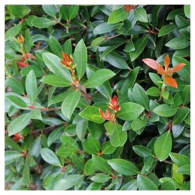 Cleyera Japonica 1pc - National Plant Network U.S.D.A Hardiness Zone 7-9 - 2.25 Gallon 2 Cleyera Japonica 1pc - National Plant Network U.S.D.A Hardiness Zone 7-9 - 2.25 Gallon - Image 2