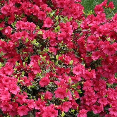 2.5qt Girard Crimson Azalea Plant With Red Blooms - National Plant Network 2 2.5qt Girard Crimson Azalea Plant With Red Blooms - National Plant Network - Image 2