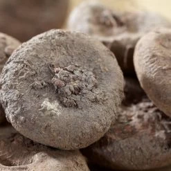 Van Zyverden Set Of 5 Bulbs Cyclamen Coum