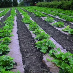 DeWitt NAT4300 4 X 300 Ft All Natural Organic Biodegradable Paper Mulch Garden Weed Control Barrier 6 DeWitt NAT4300 4 X 300 Ft All Natural Organic Biodegradable Paper Mulch Garden Weed Control Barrier -Outdoor Garden GUEST afa47aaa d8ff 4a47 84fc 392b9a8b5666