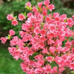 2.5qt Coral Bell Azalea Plant With Pink Blooms - National Plant Network -Outdoor Garden GUEST b0c70261 7c7d 426a 881c 53b86f4027cc