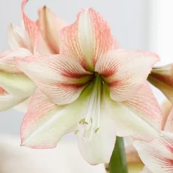 Van Zyverden Amaryllis Multicolored Flower Bulb With Flower Burst Metal Cachepot