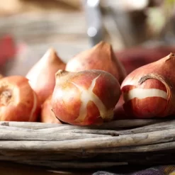 Tulips Havana Nights Blend Set Of 15 Bulbs - Red/Black - Van Zyverden