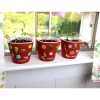 Window Garden Self Watering Planters With Sow Much Fun Seed Starting, 3 Growing Kits, Broccoli