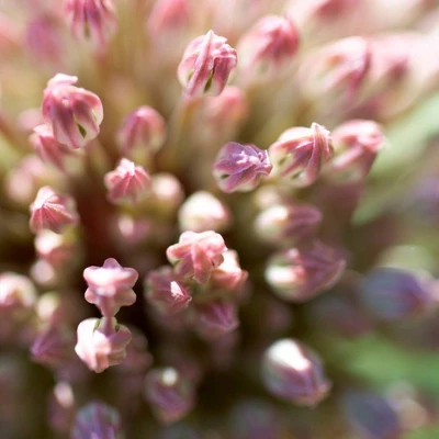 Set Of 7 Allium Karataviense Bulbs - Van Zyverden 2 Set Of 7 Allium Karataviense Bulbs - Van Zyverden - Image 2