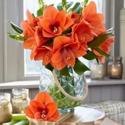 Van Zyverden Amaryllis Naranja Flower Bulb