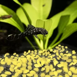 Garden Stones-500 Count Glow In The Dark Solar Pathway Pebble Lights-Decorative Glowing Rocks By Nature Spring (Yellow) -Outdoor Garden GUEST c91589d6 de0c 4753 9dbf 2bbf2a5c7775