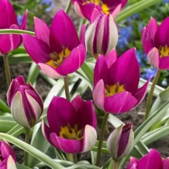 Set Of 25 Persian Pearl Tulips - Van Zyverden