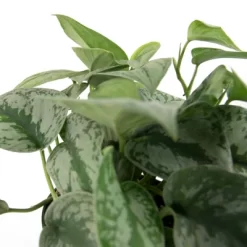 Silver Satin Pothos - National Plant Network