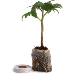 Window Garden - Arugula Vegetable Starter Kit