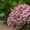 Azalea 'Watchet' U.S.D.A. Hardiness Zones 6-8 - 1pc - Cottage Hill