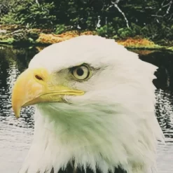 Commonwealth Seascapes Light Filtering Enhance Living Space With Satiny Look Grommet Outdoor Panel Pair Indigo 6 Commonwealth Seascapes Light Filtering Enhance Living Space With Satiny Look Grommet Outdoor Panel Pair Indigo -Outdoor Garden GUEST e93a211b c352 4a2e b559 272d3423c5e2