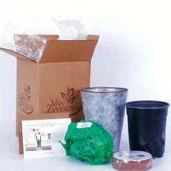 Van Zyverden Amaryllis Multicolored Flower Bulb With Flower Burst Metal Cachepot -Outdoor Garden GUEST e94acecd e76b 40c8 b7b1 23d51f606f95