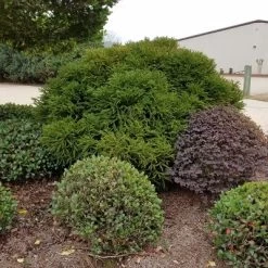 Cryptomeria 'Globosa Nana' 1pc U.S.D.A. Hardiness Zones 5-8 National Plant Network 2.25gal -Outdoor Garden GUEST f64e72f3 4554 47d8 9b9e 9e46fcade30f