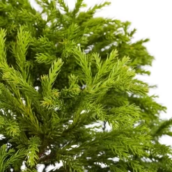 Cryptomeria 'Globosa Nana' 1pc U.S.D.A. Hardiness Zones 5-8 National Plant Network 2.25gal -Outdoor Garden GUEST ff06751f 304f 403b aa5d 9bce275ebe5a
