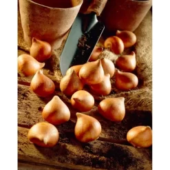 Set Of 25 Persian Pearl Tulips - Van Zyverden -Outdoor Garden GUEST ffb88876 3c76 4f8e a285 dd4f1a84d9e3