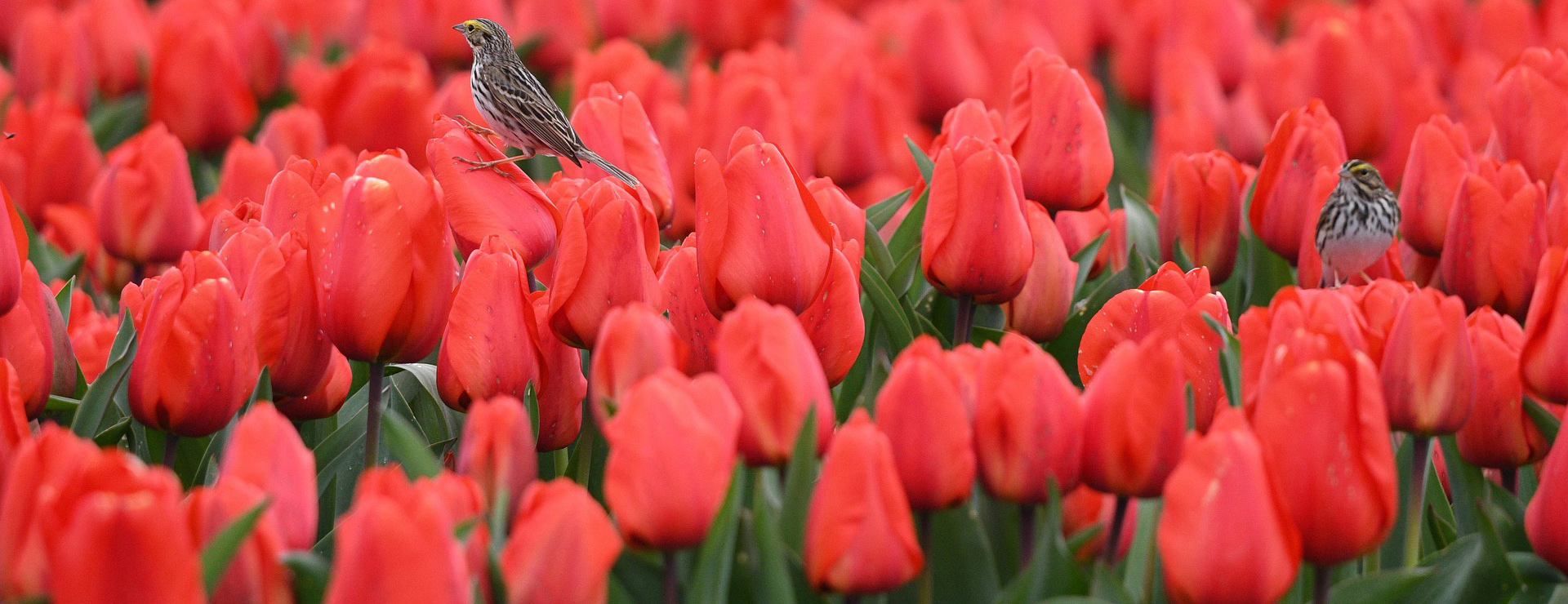 Outdoor Garden -Outdoor Garden skagit valley tulip festival 8683617 1920